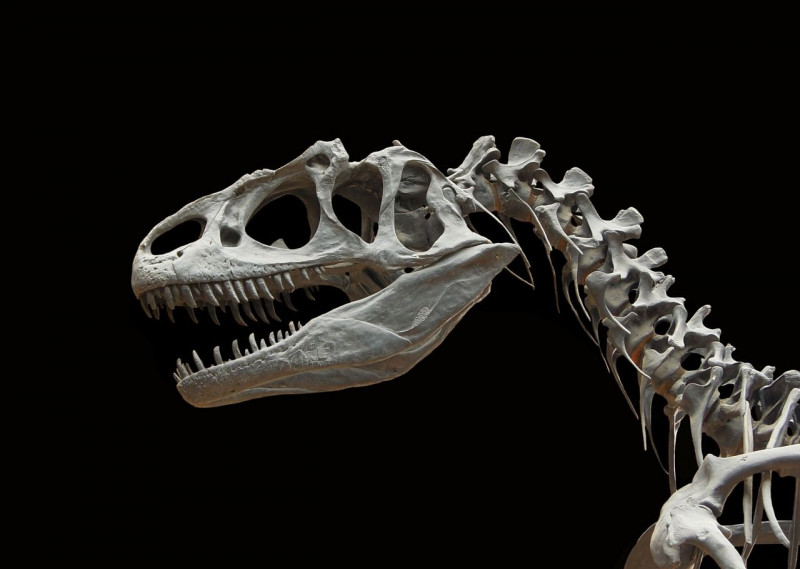 a-la-recherche-des-dinos-1094446