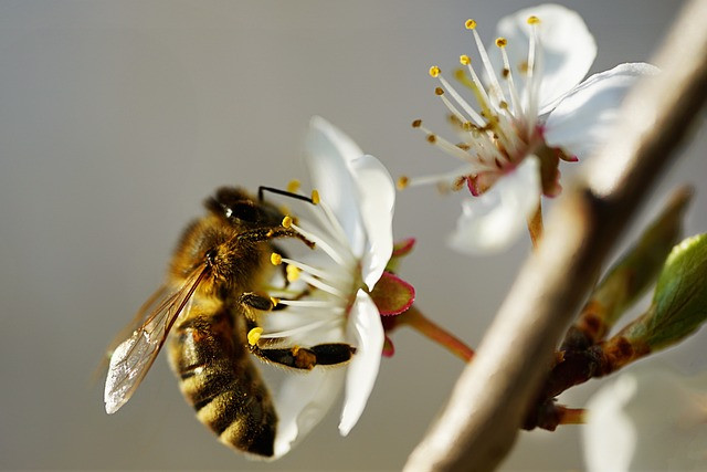 charlie-l-abeille-1093258