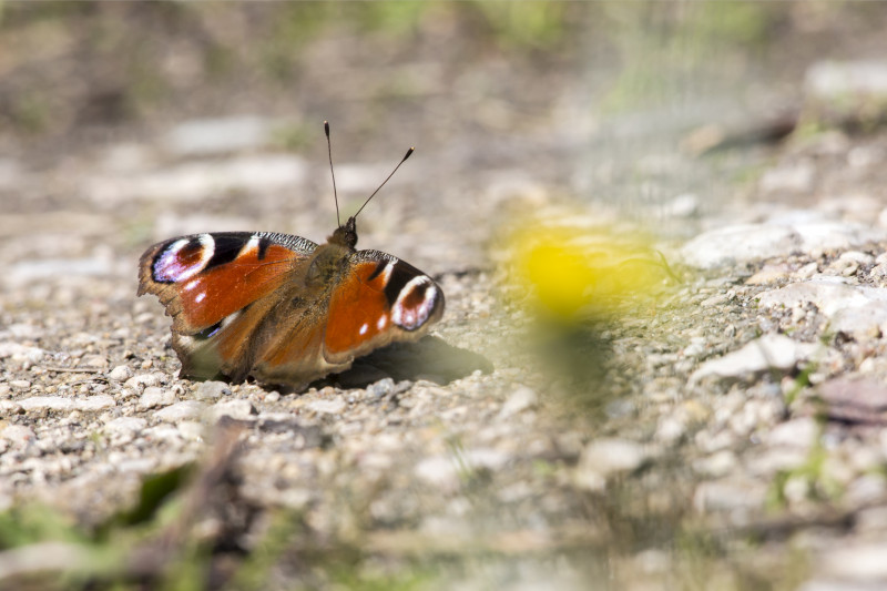 les-petites-b-tes-1094327 les-petites-b-tes-1094327